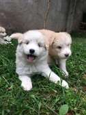 Golden retriever × Husky