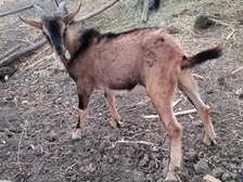 5 months old purebred Male goat