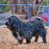 6-12 months Male purebred Havanese