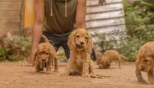 1-3 months Female Purebred Cocker Spaniels