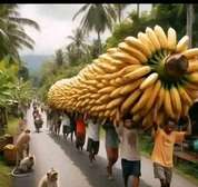 Mangoes ripen, bananas 🍌