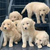 Golden retrievers