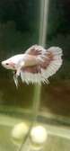 Siamese Betta fish