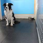 Kennels Dog Mat