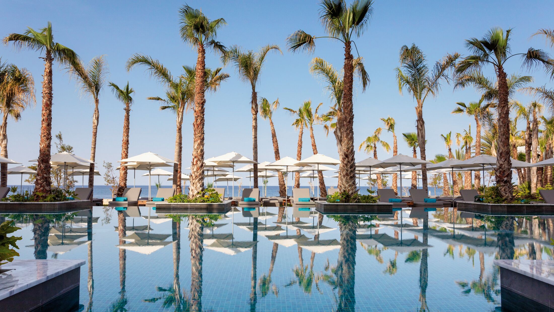 a group of palm trees next to a body of water