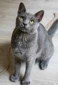 Russian blue kitten for rehoming