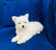 Small housedog breed