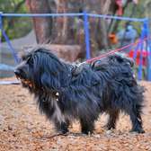 6-12 month Male Maltese