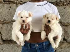 Maltese pups💕