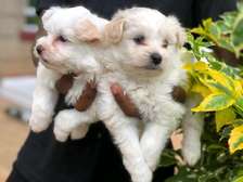 Small housedog breed